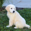 Image of Kylie (trained), a Golden Retriever puppy