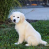 Image of Kylie (trained), a Golden Retriever puppy