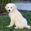 Image of Kylie (trained), a Golden Retriever puppy