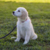 Image of Kylie (trained), a Golden Retriever puppy