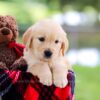 Image of Leaf, a Golden Retriever puppy