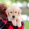 Image of Leaf, a Golden Retriever puppy