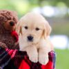 Image of Leaf, a Golden Retriever puppy