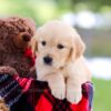 Image of Leaf, a Golden Retriever puppy