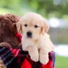 Image of Leaf, a Golden Retriever puppy