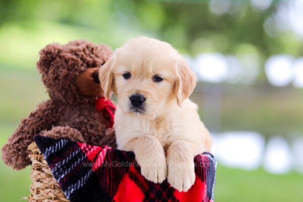 Image of Leaf, a Golden Retriever puppy