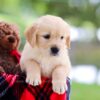 Image of Leaf, a Golden Retriever puppy