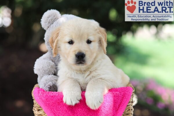 Image of Paula (trained), a Golden Retriever puppy