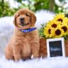 Image of Pebbles, a Golden Retriever puppy