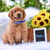 Image of Pebbles, a Golden Retriever puppy