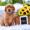 Image of Pebbles, a Golden Retriever puppy