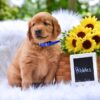 Image of Pebbles, a Golden Retriever puppy