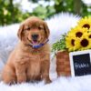 Image of Pebbles, a Golden Retriever puppy