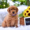 Image of Pebbles, a Golden Retriever puppy