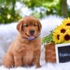 Image of Pebbles, a Golden Retriever puppy