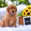 Image of Pebbles, a Golden Retriever puppy