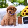 Image of Pebbles, a Golden Retriever puppy