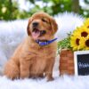 Image of Pebbles, a Golden Retriever puppy