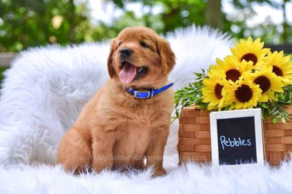 Image of Pebbles, a Golden Retriever puppy