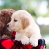 Image of Reed, a Golden Retriever puppy