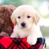 Image of Reed, a Golden Retriever puppy