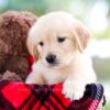 Image of Reed, a Golden Retriever puppy