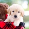 Image of Reed, a Golden Retriever puppy