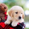 Image of Reed, a Golden Retriever puppy