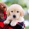 Image of Reed, a Golden Retriever puppy