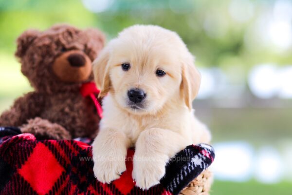 Image of Reed, a Golden Retriever puppy