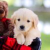 Image of Saffron, a Golden Retriever puppy