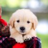 Image of Saffron, a Golden Retriever puppy