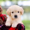 Image of Saffron, a Golden Retriever puppy