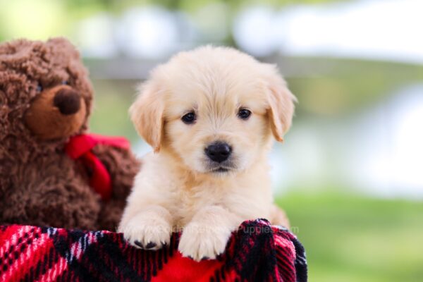 Image of Saffron, a Golden Retriever puppy