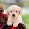 Image of Saffron, a Golden Retriever puppy