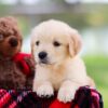 Image of Saffron, a Golden Retriever puppy