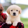 Image of Saffron, a Golden Retriever puppy