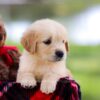 Image of Saffron, a Golden Retriever puppy