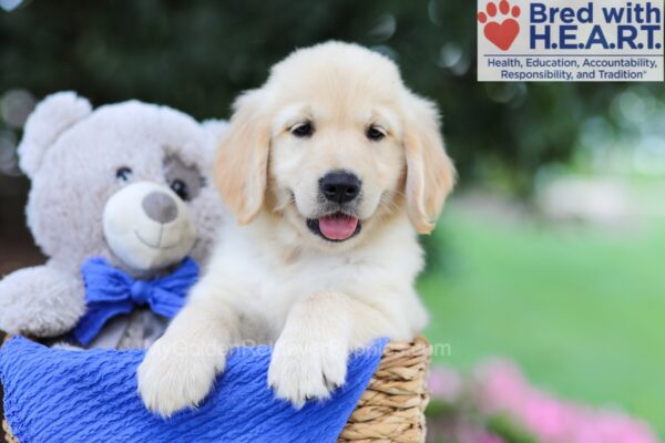 Image of Stewart, a Golden Retriever puppy