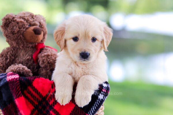 Image of Woody, a Golden Retriever puppy