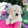 Image of Tori (trained), a Golden Retriever puppy