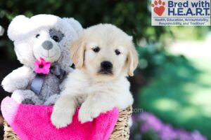 Image of Tori (trained), a Golden Retriever puppy