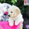 Image of Tori (trained), a Golden Retriever puppy