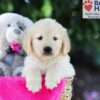 Image of Tori (trained), a Golden Retriever puppy