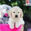 Image of Tori (trained), a Golden Retriever puppy