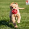 Image of Abigail, a Golden Retriever puppy