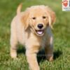 Image of Abigail, a Golden Retriever puppy