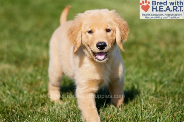 Image of Abigail, a Golden Retriever puppy