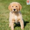 Image of Abigail, a Golden Retriever puppy