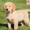 Image of Abigail, a Golden Retriever puppy